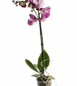 Orquidea Individual