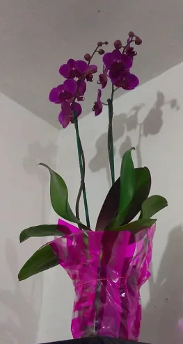 Orquídeas