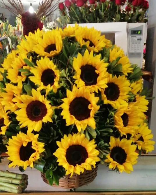 Girasoles